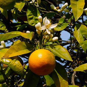 Bitter Orange Flower