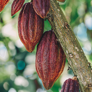 Cacao Seed Butter