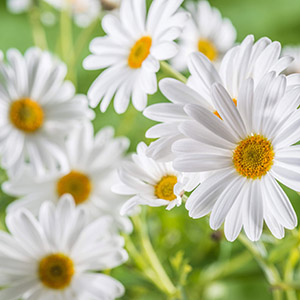 Chamomile flower extract