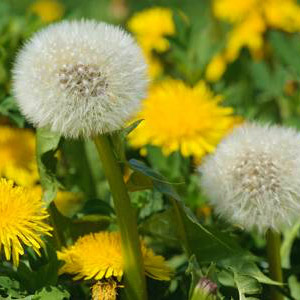 Dandelion