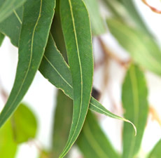 Eucalyptus organic essential oil (Blue mallee)