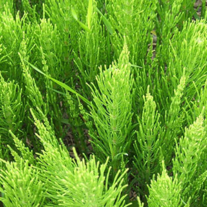 Horsetail extract