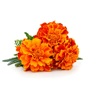 Organic Marigold Flower