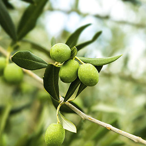 Olive Leaf Extract