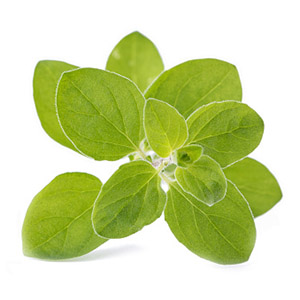 Organic oregano leaves extract