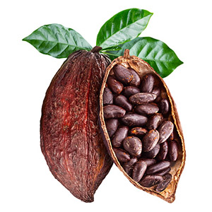 Organic Raw Cacao _(Theobroma cacao)_ bean powder