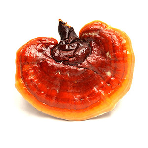 Hongo Reishi _(Ganoderma lucidum)_ cuerpo fructífero