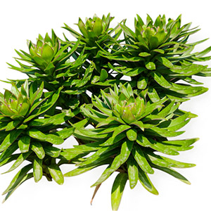 Organic, pure 100% wildcrafted Siberian Rhodiola rosea root