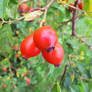 Rosehip Seed