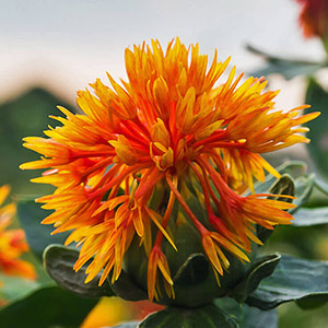 Safflower seed oil