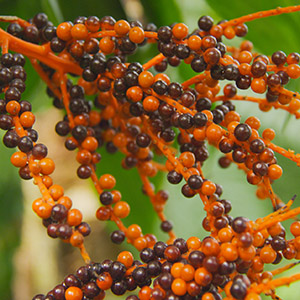 Organic saw palmetto berry