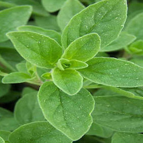 Wild Marjoram – USDA Certified Organic